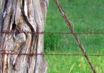 Fence Line