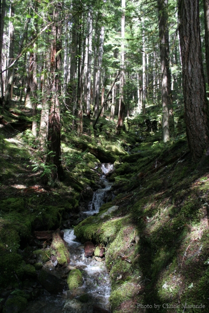 olympic_rain_forest