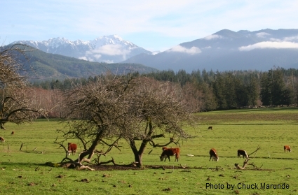 Port Angeles Mountains