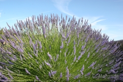 Sequim Lavender