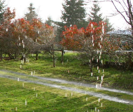 Sequim Rain