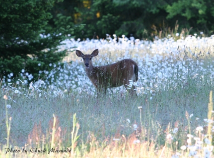 Sequim Hunting Regulations