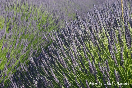 Sequim Lavender Festival