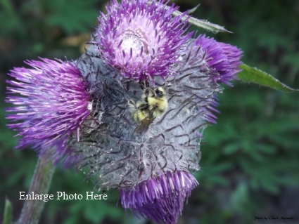 Sequim Flowers