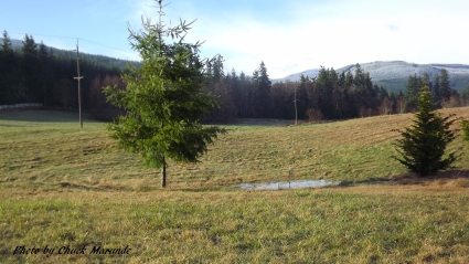 Sequim Real Estate With Acreage