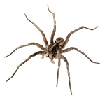 Wolf Spider