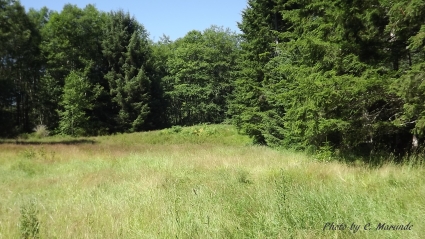 Sequim Land for Sale