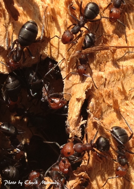 Do Sequim Homes Have Termites