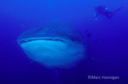 Marc Hannigan Underwater Photography