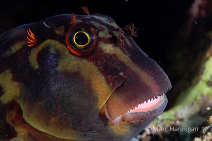 Sequim Underwater Photography