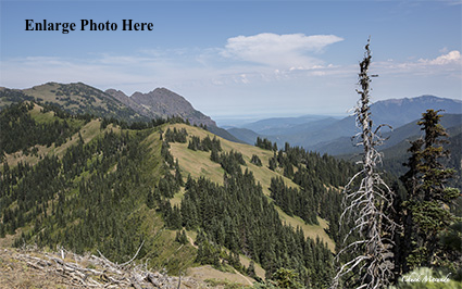 Hurricane Ridge Hiking