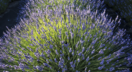 Lavender Festival