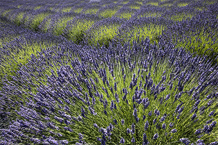 Sequim Lavender