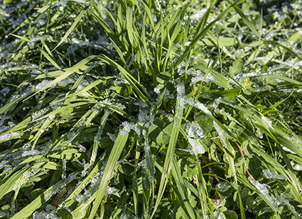 First Frost in Sequim