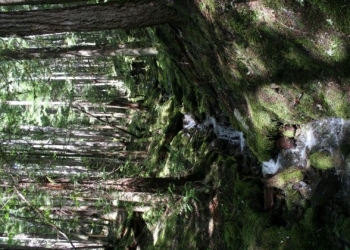 Protect Yourself From Water Drainage and Water Trespass