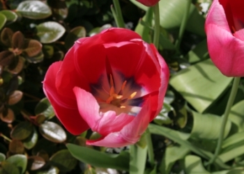 Sequim Homes For Sale Are Selling