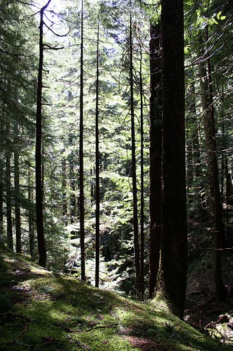 Driving Tip for Touring the Olympic Peninsula