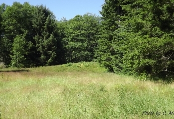 Sequim Land for Sale