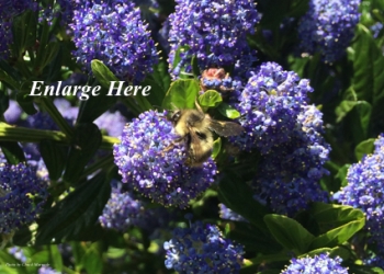 Master Gardeners