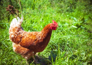 Chickens