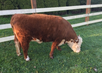 Cows