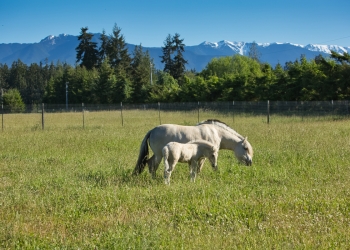 Sequim Horse Ranch