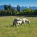 Sequim Horse Ranch