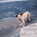 septic system inspection