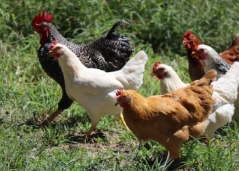 chickens
